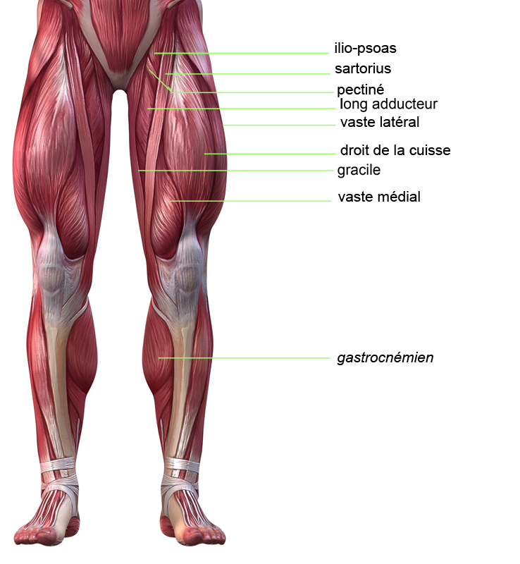 Мышцы в ляшках. Мышцы ног квадрицепс анатомия. Бицепс трицепс квадрицепс анатомия. Квадрицепс мышца бедра. Квадрицепс и бицепс бедра.
