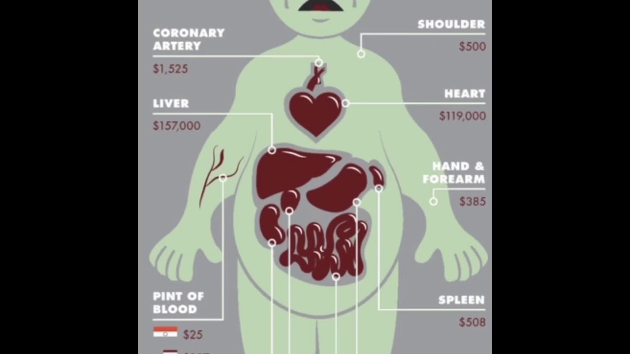 Стоимость органов картинки