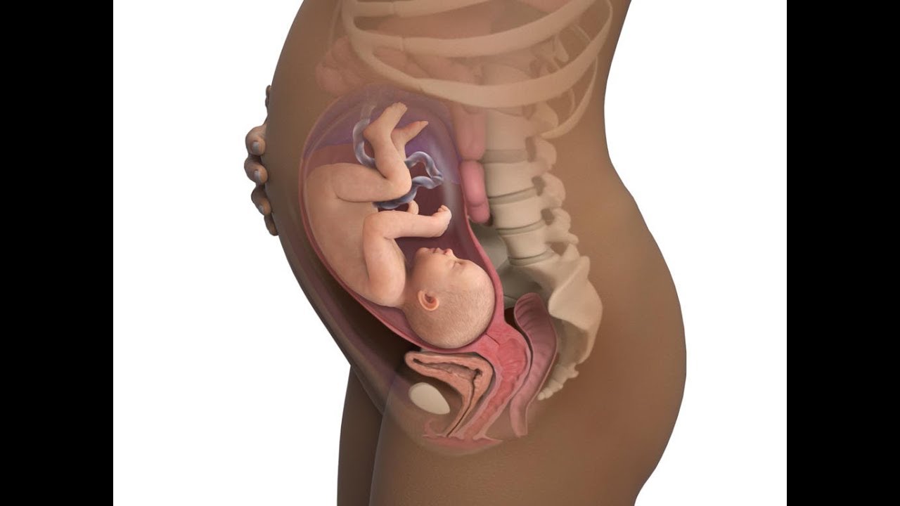 24 недели болит живот. Расположение плода на 12 неделе беременности в животе. Положение плода на 21 неделе беременности. Расположение малыша на 20 неделе беременности. Расположение плода на 24 неделе беременности.