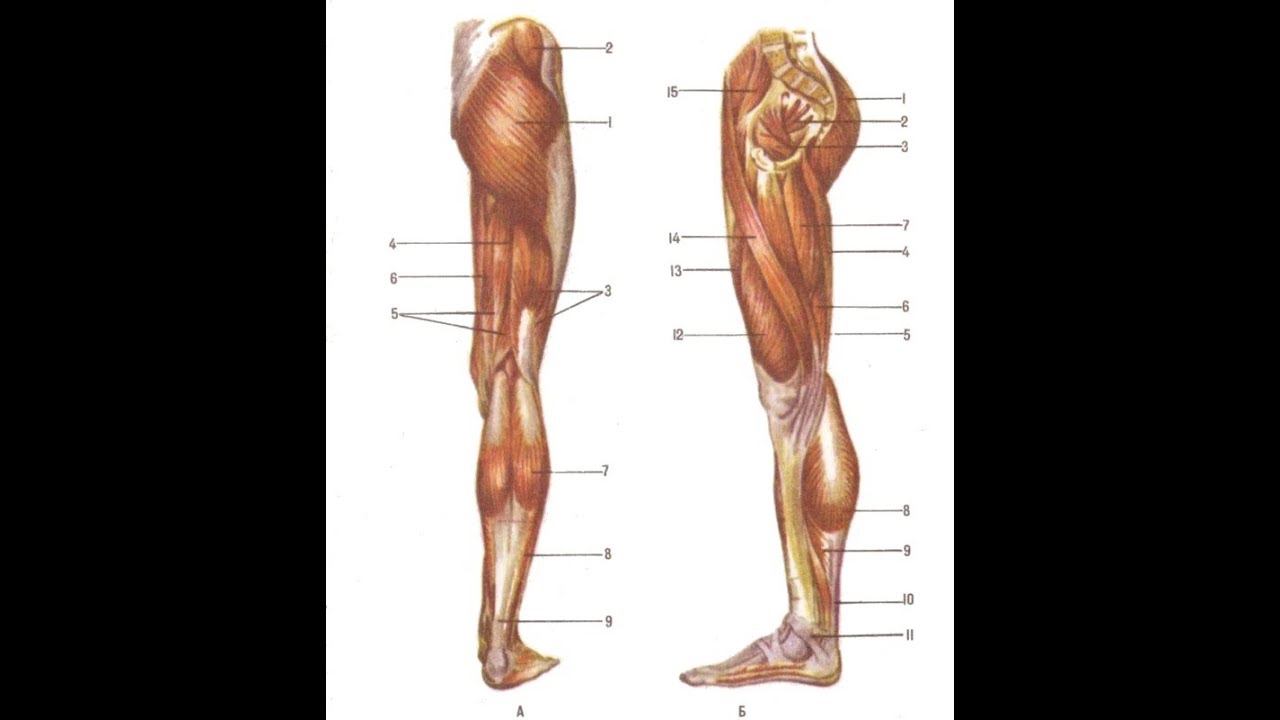 Мышцы нижних конечностей стопы. Мышцы нижних конечностей человека анатомия. Мышцы нижней конечности анатомия. Строение мышц ног. Мышцы нижней части ноги.