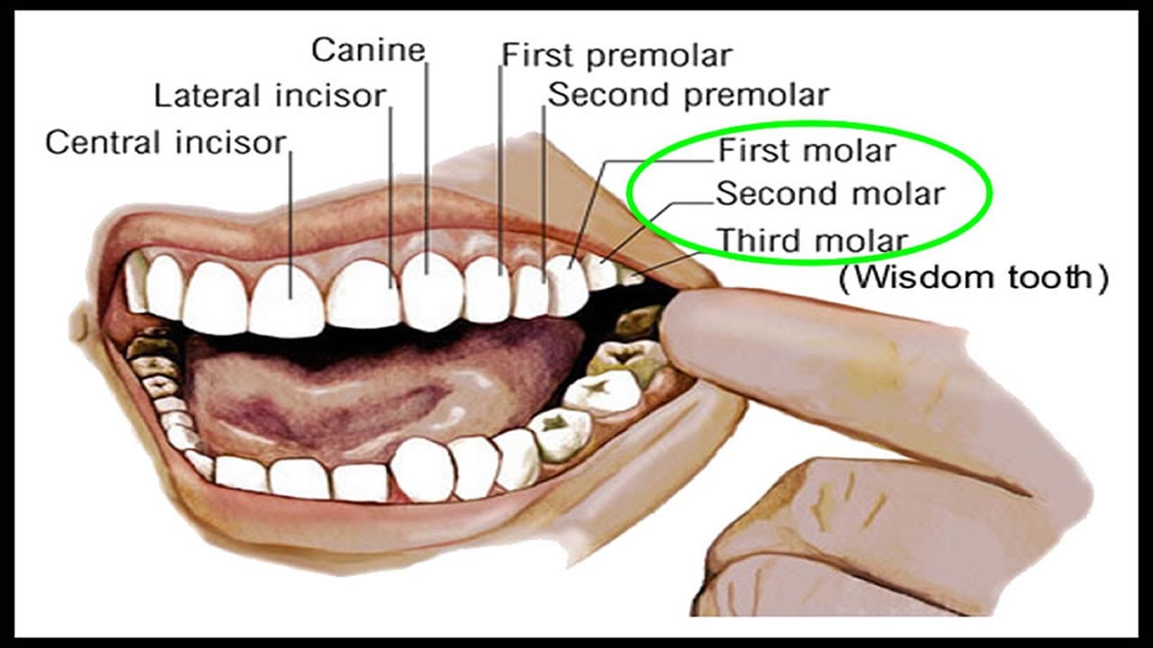 Коренной зуб в челюсти. Строение зубов резцы клыки. Зубы анатомия резцы клыки. Передние резцы верхней челюсти.