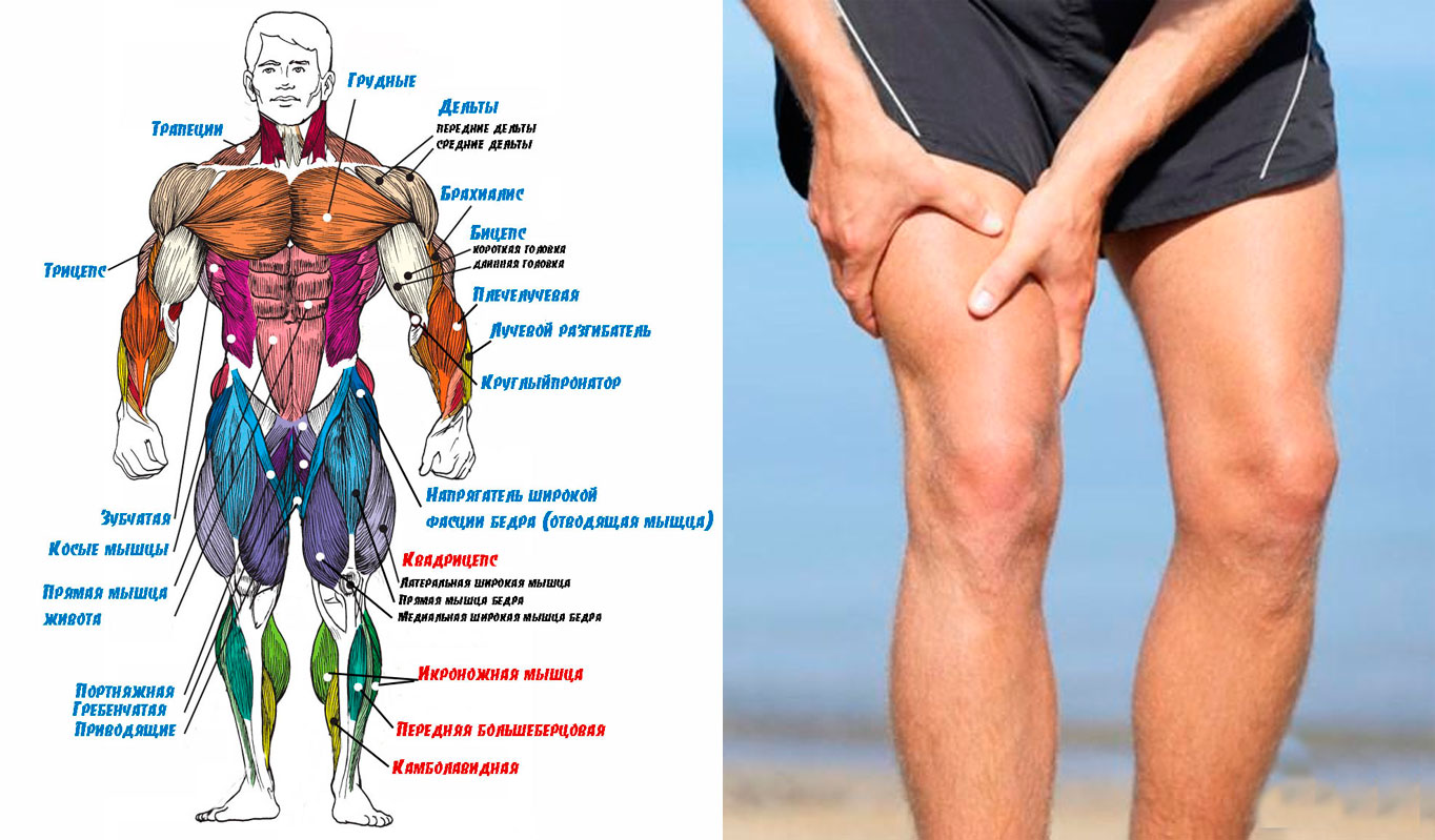Что делать если болят ляжки. Мышцы ног. Мышцы ног названия. Строение мышц ног. Название мышц ног у человека.