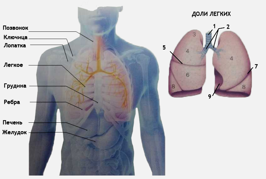 Где находится легкие у человека фото и как болит