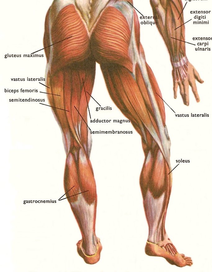 Мышцы ног анатомия картинки