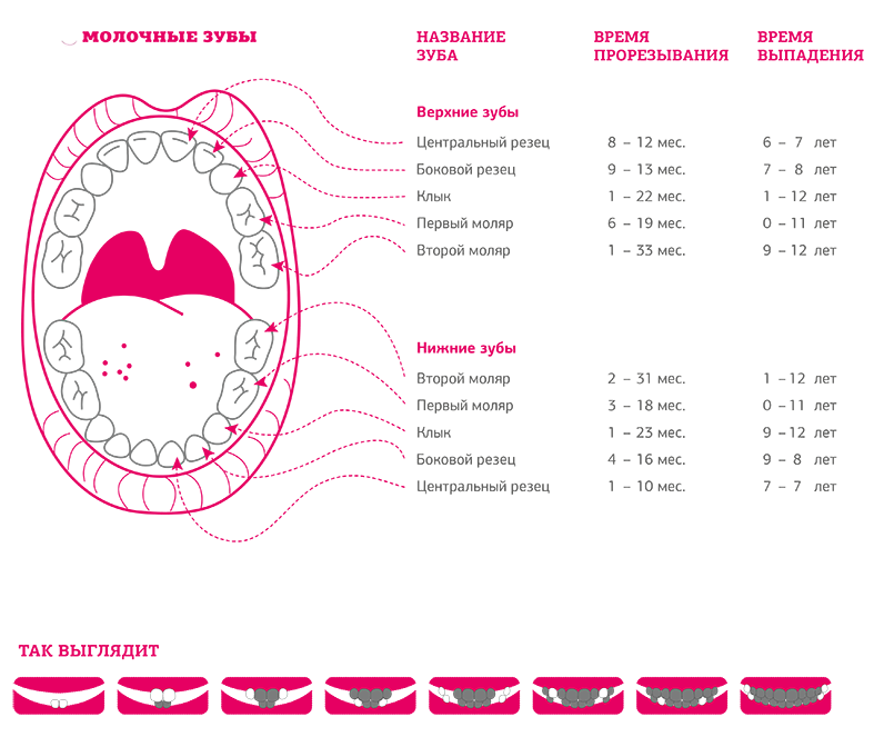 Зубы по возрасту. Молочные зубы порядок прорезывания. Зубы схема прорезывания молочных. Схема прорезывания молочных зубов у детей до 2 лет. Зубы у детей 5 лет порядок прорезывания.