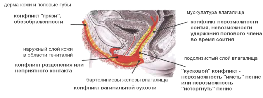 Половые Губы Внутри Фото