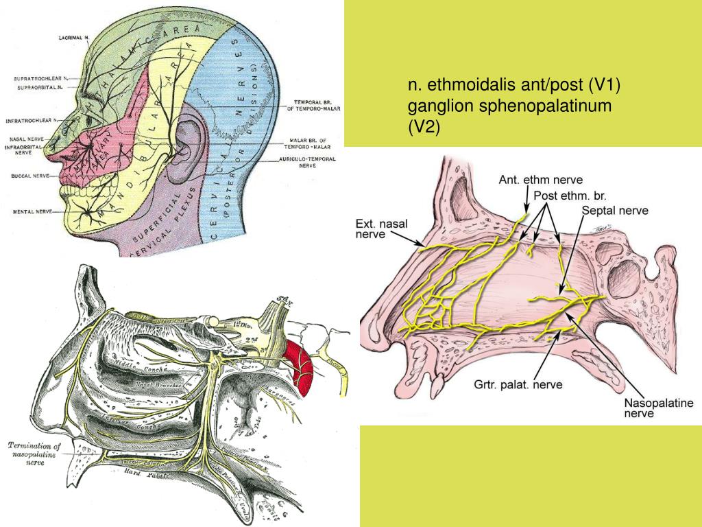 Крылонебный узел. Ganglion pterygopalatinum ветви. Этмоидалис нервус. Nervus Palatinus Major.