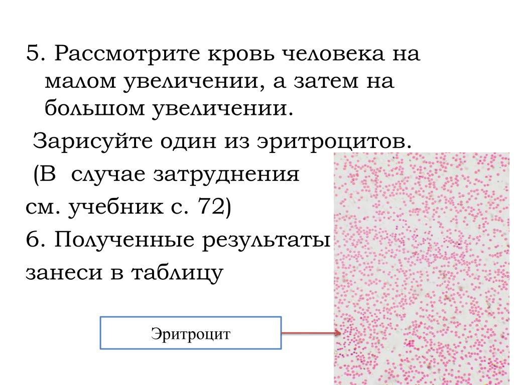 Наименьшее увеличение. Кровь человека Малое увеличение. Зарисуйте один из эритроцитов человека. Интересные факты о крови человека. Кровь лягушки при Малом и большом увеличении.