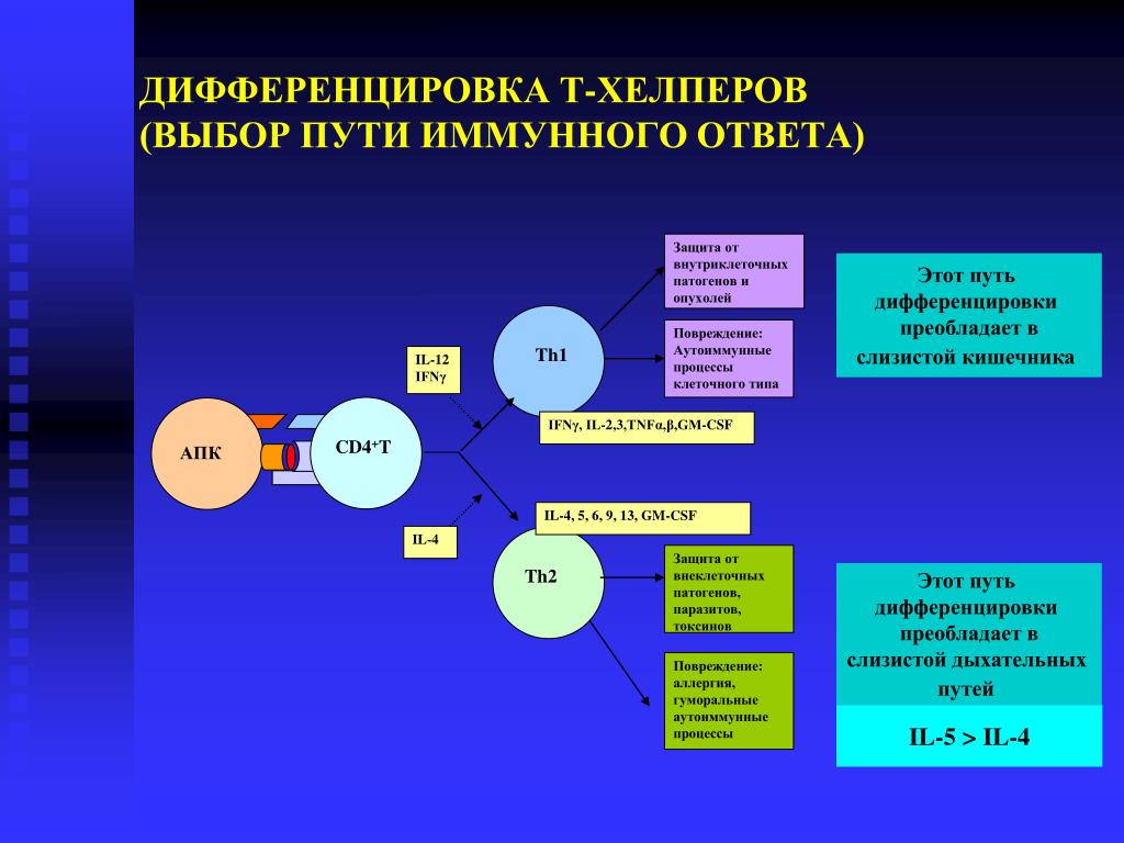Варианты иммунного ответа. Схема дифференцировки т хелперов. Th1 и th2 пути иммунного ответа. Th2 Тип иммунного ответа. Т хелперы в иммунном ответе.