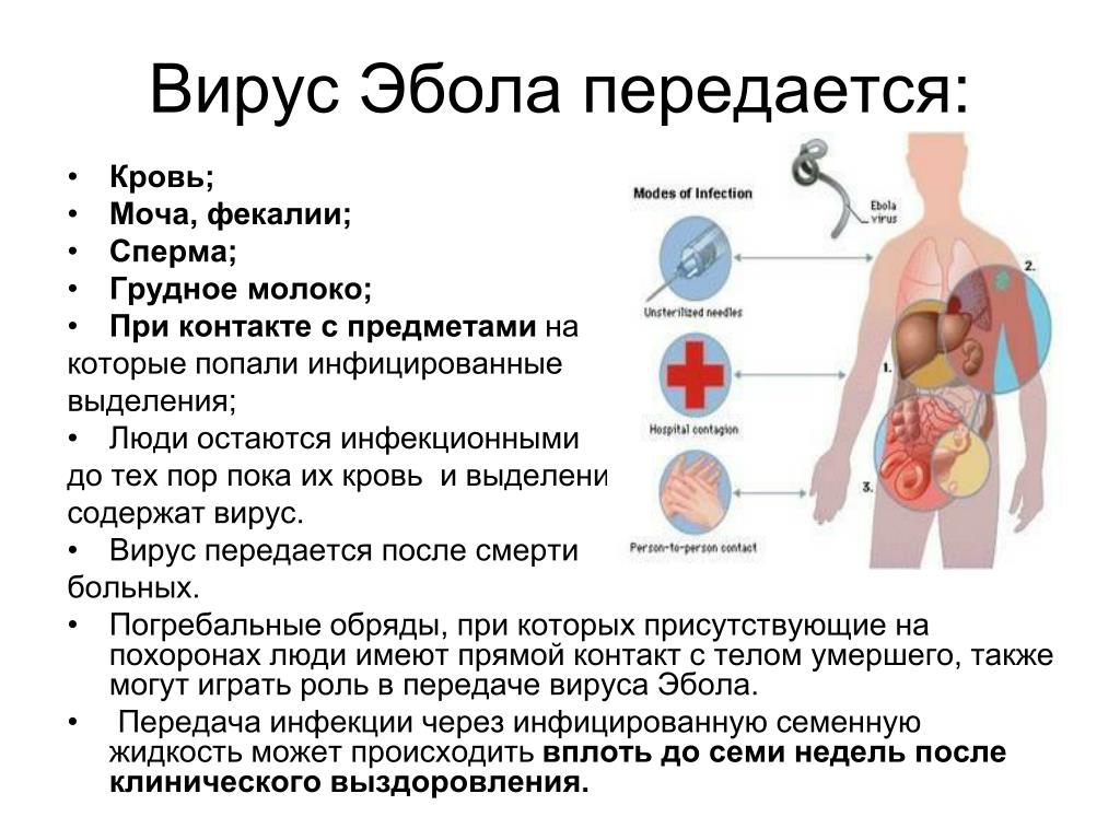 Лихорадка болезнь. Геморрагическая лихорадка Эбола патогенез. Характерный признак лихорадки Эбола. Лихорадка Эбола пути передачи. Клинические проявления лихорадки Эбола.