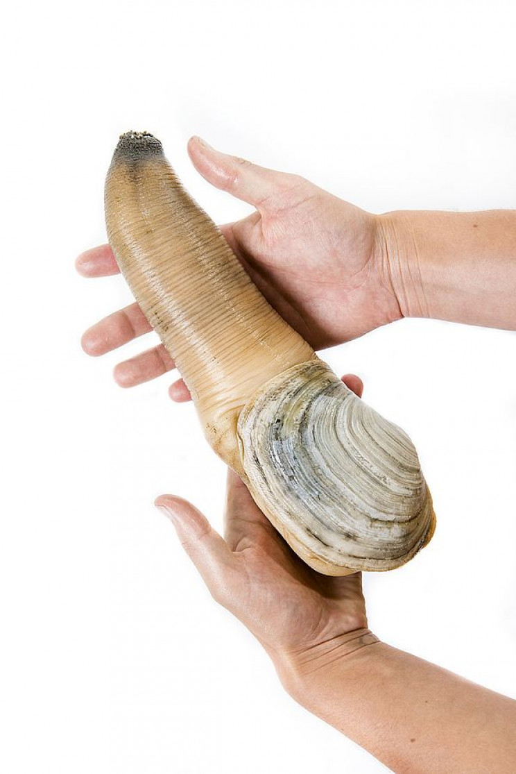 7 Animals That Look Exactly Like Dong 7 Animals That Look Exactly Like Dong