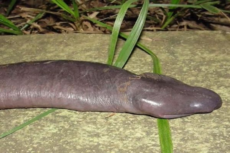 7 Animals That Look Exactly Like Dong 7 Animals That Look Exactly Like Dong