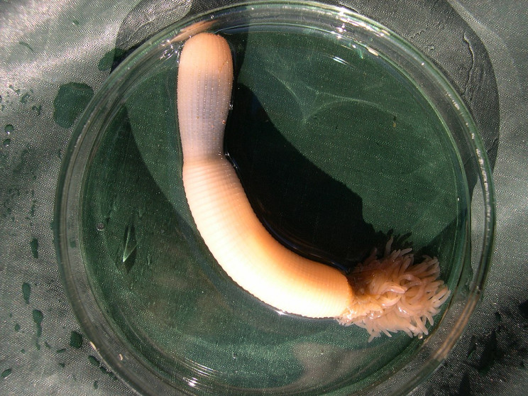 7 Animals That Look Exactly Like Dong 7 Animals That Look Exactly Like Dong