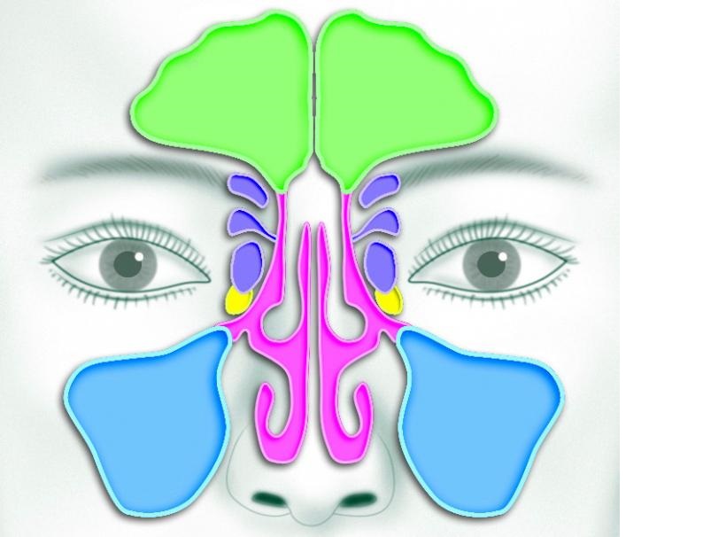 Гайморовы пазухи расположение схема рисунок прочистить