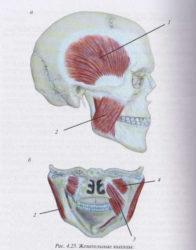 Крыловидно нижнечелюстная складка. Височная жевательная крыловидные мышцы. Крыловидные мышцы челюсти анатомия. Латеральная жевательная мышца. Латеральная крыловидная мышца головы.