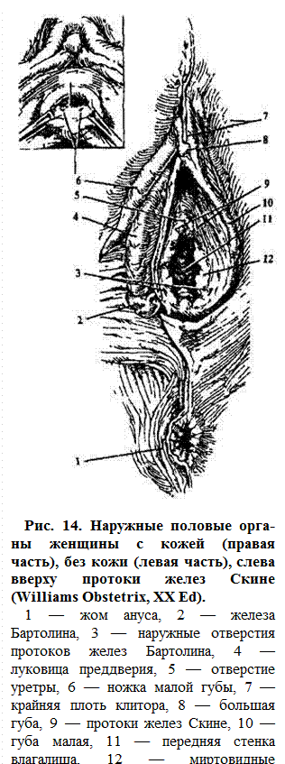 Малые половые губы схема