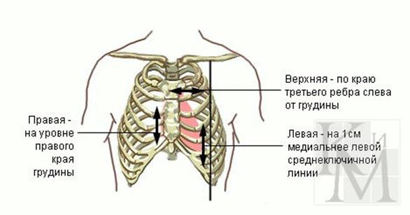 В верхнюю правую левую. Проекция правого желудочка на грудную клетку. Правая граница сердца. Левая граница сердца расположена. Верхняя граница сердца проецируетс.