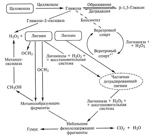 Разложение целлюлозы