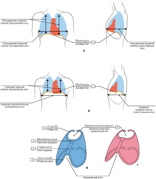 Резкая боль в грудной клетке при вдохе. При вдохе болит левая грудная клетка. Колит между грудной клеткой посередине спереди. Болит в области левой груди. При вдохе болит грудная клетка слева спереди.