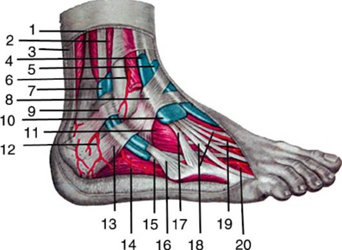 Латеральная поверхность стопы фото