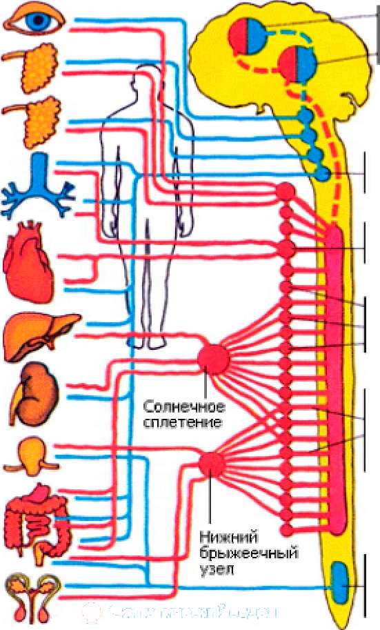Органы в районе солнечного сплетения. Солнечное сплетение симпатическая нервная система. Болит солнечное сплетение. Солнце ное сплетение.