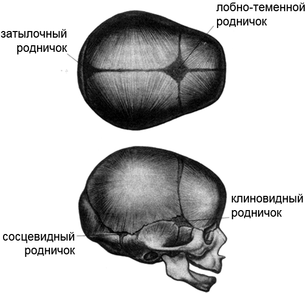 Что такое родничок. Роднички новорожденного анатомия черепа. Череп младенца темечко. Малый Родничок анатомия. Кости черепа роднички.