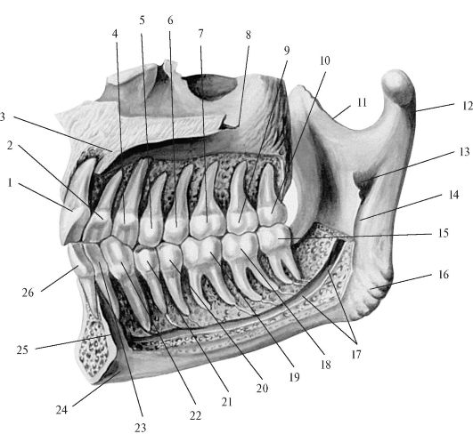 Верхняя стенка рта. Альвеолярный отросток верхней челюсти анатомия. Альвеолярный отросток нижней челюсти анатомия. Анатомия альвеолярного отростков зубов. Альвеолярный гребень верхней челюсти.