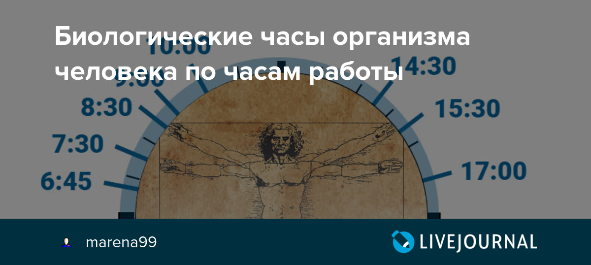 Часы организма. Биологические часы организма. Биологические часы организма человека по часам. Внутренние биологические часы человека. Биочасы органов человека.