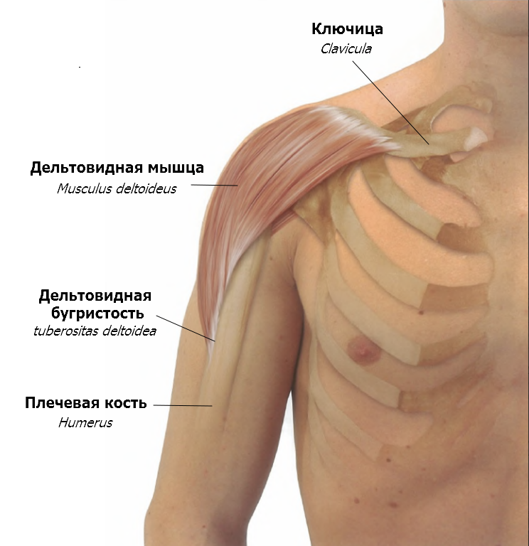 Ключица где расположена у человека фото