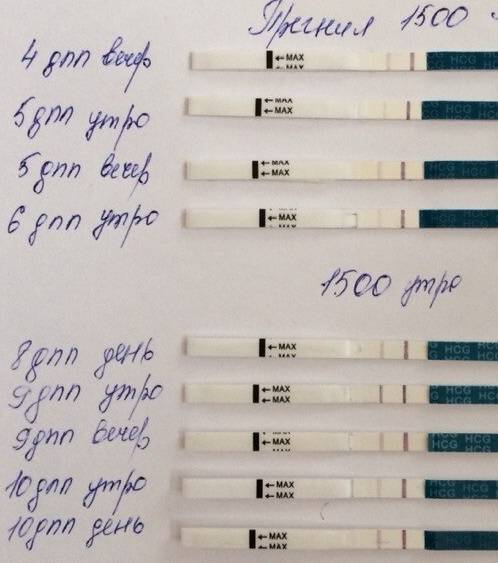 Беременность после переноса. Тесты на беременность после криопереноса по дням. Тесты после подсадки. Тест ХГЧ после подсадки. Тесты после криопереноса.