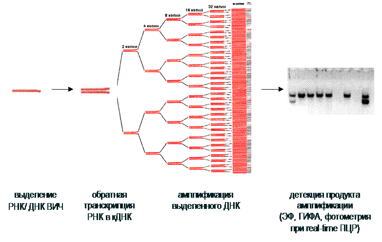Методом лабораторной пцр диагностики. Схема ДНК-полимеразной реакции. ДНК полимеразы ПЦР. Схема амплификации фрагмента ДНК при ПЦР. Схема ПЦР микробиология.