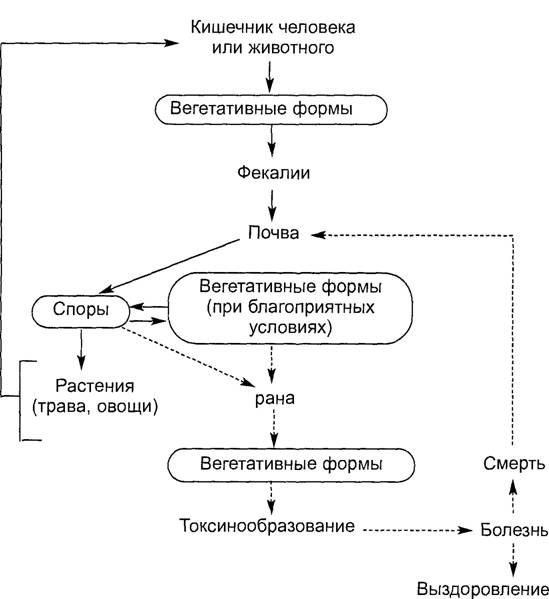 План обследования при столбняке