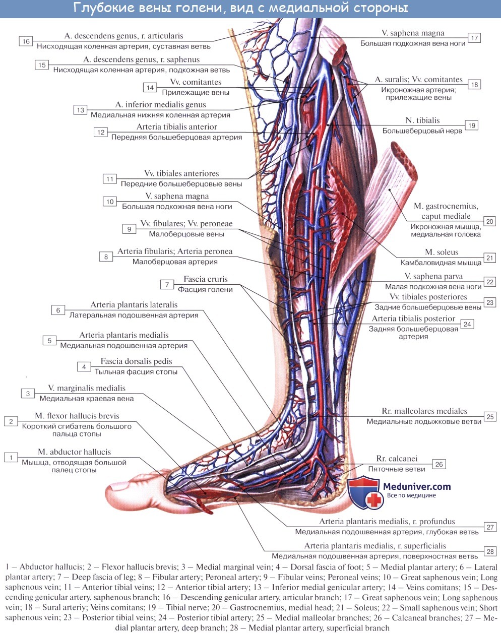 Берцовая артерия. Вена сафена Магна анатомия. Поверхностная большеберцовая Вена. Камбаловидная Вена анатомия. Анатомия вен нижних конечностей Синельников.