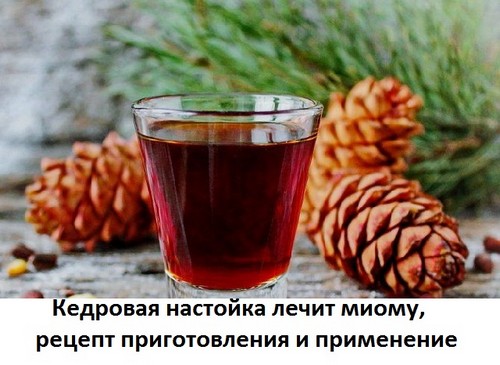 кедровая настойка рецепт 