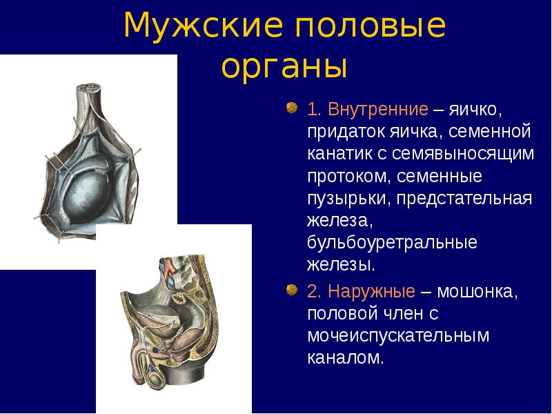 Внутренние и наружные мужские органы. Наружные мужские половые органы. Семенной канатик строение. Составные части семенного канатика.