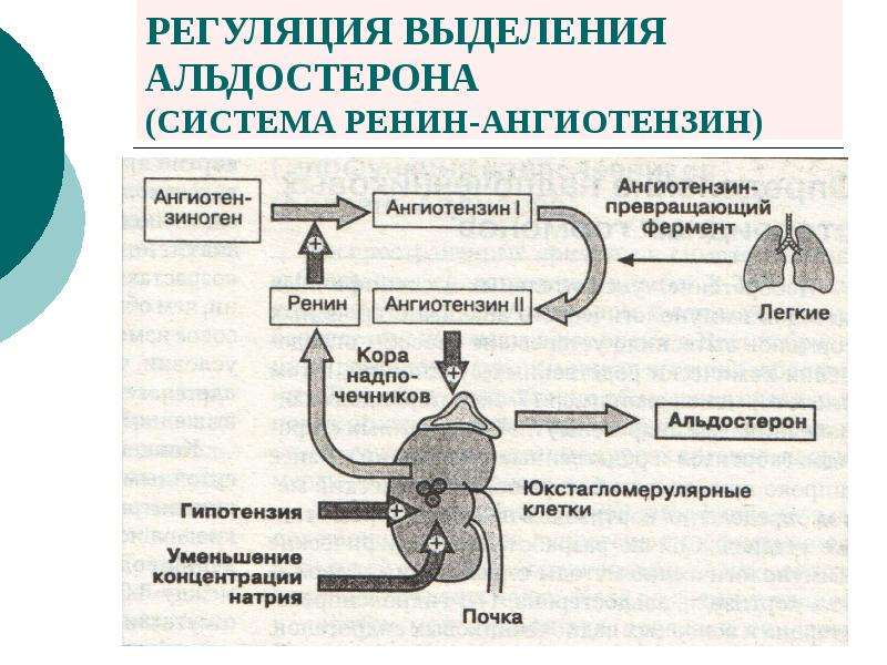 Механизм действия альдостерона схема