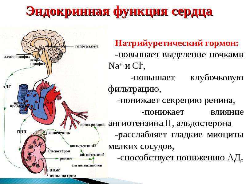 В сердце выделяют. Эндокринная функция сердца. Гормоны сердца. Какие гормоны вырабатывает сердце. Гормоны эндокринных клеток сердца.