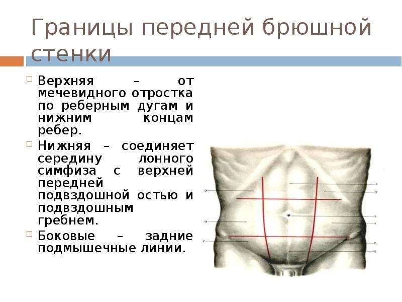 Верхняя граница живота