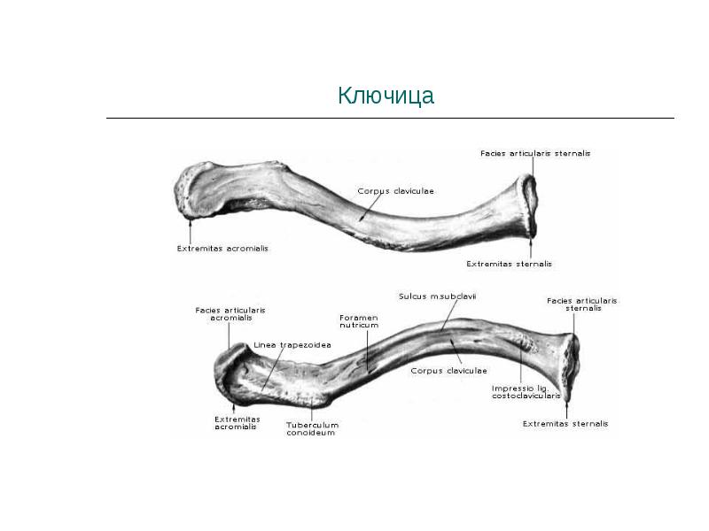 Правая ключица. Синельников атлас ключица. 2. Строение ключицы. Строение ключицы Синельников. Строение ключицы человека.