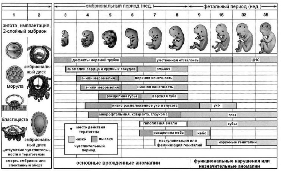 Этапы внутриутробного развития человека презентация