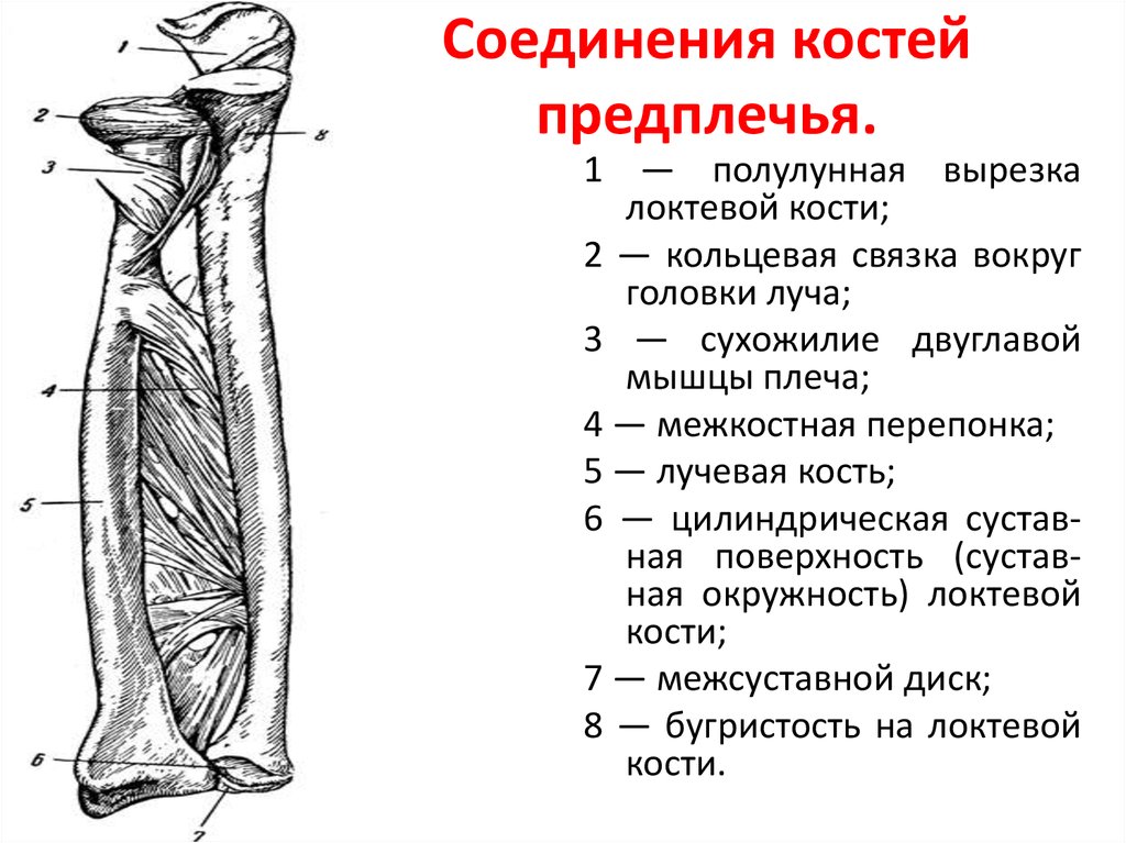 Локтевая анатомия. Локтевая кость полулунная вырезка. Непрерывные соединения костей предплечья. Соединение костей предплечья анатомия. Сустав между плечевой костью и костями предплечья.