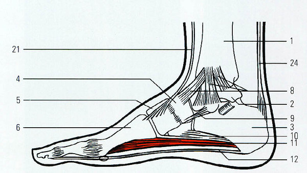 Строение пятки человека схема