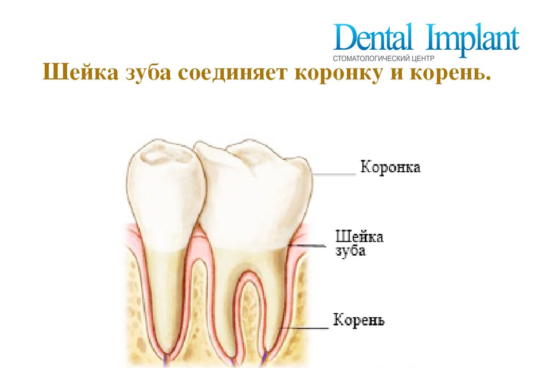 Какую функцию выполняет шейка зуба