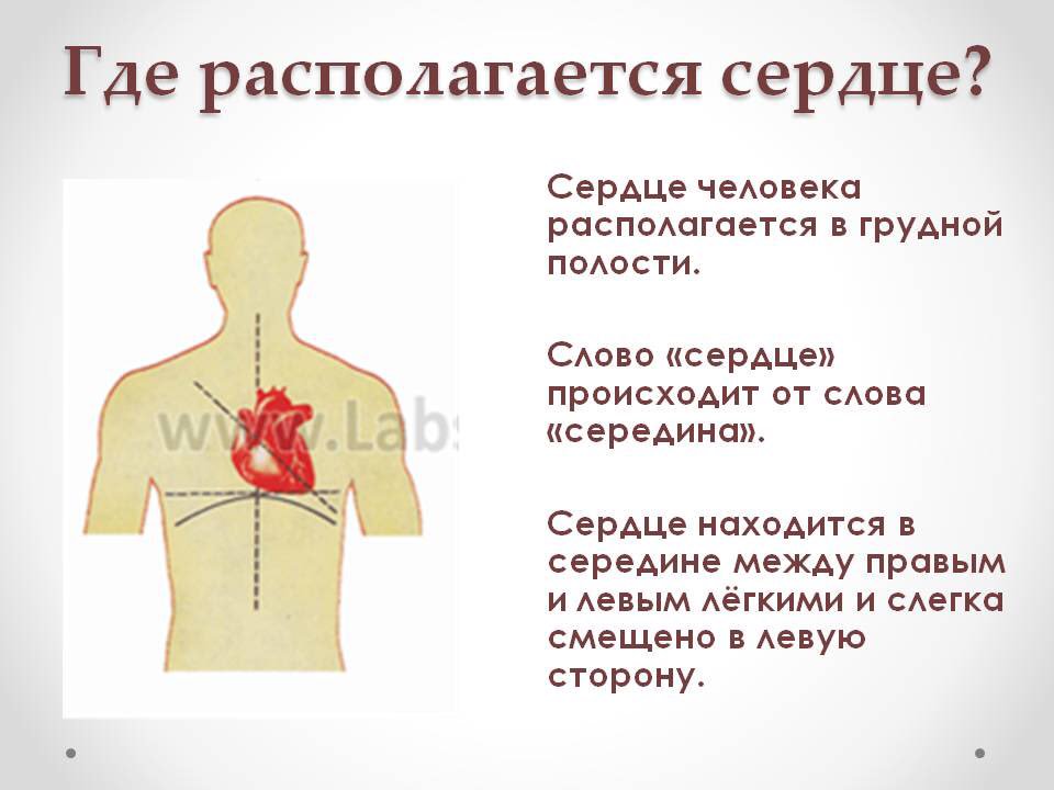 Как расположено сердце у человека фото и как болит