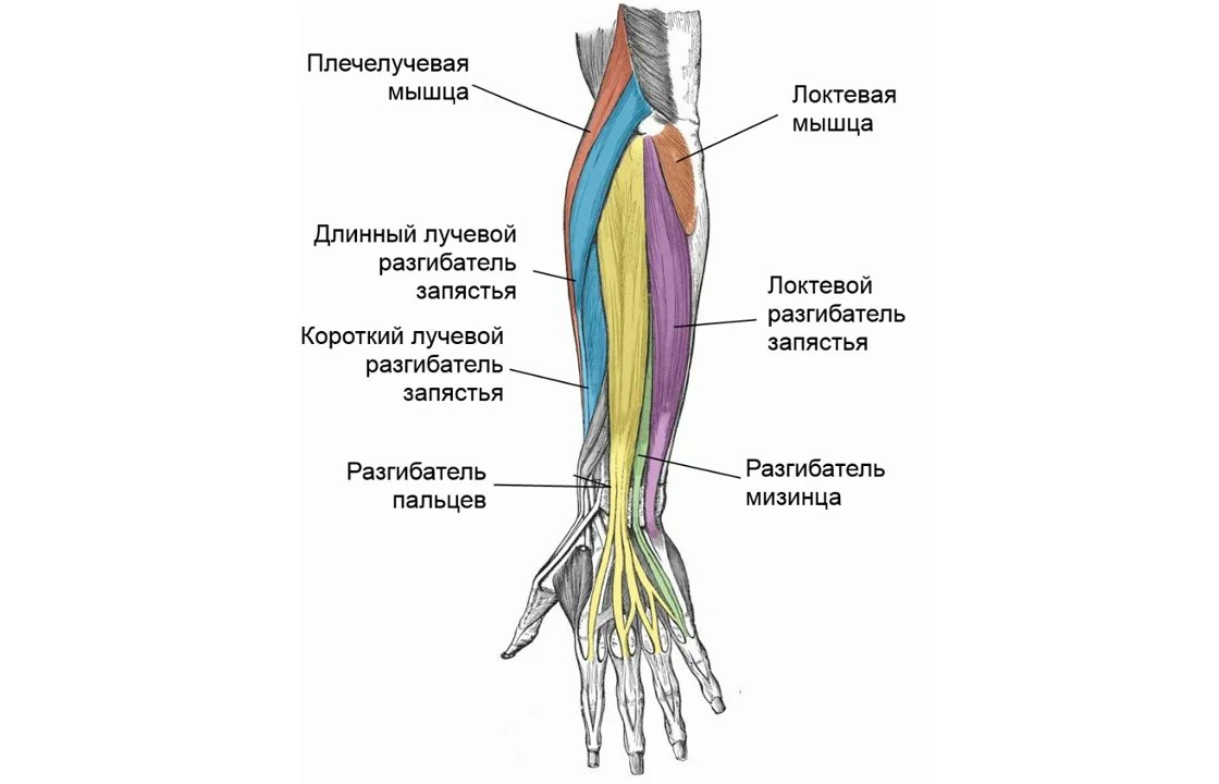 Третье предплечье. Мышцы предплечья схема. Мышцы передней поверхности предплечья и мышцы кисти. Передняя группа мышц предплечья первый слой. Мышцы предплечья анатомия человека.