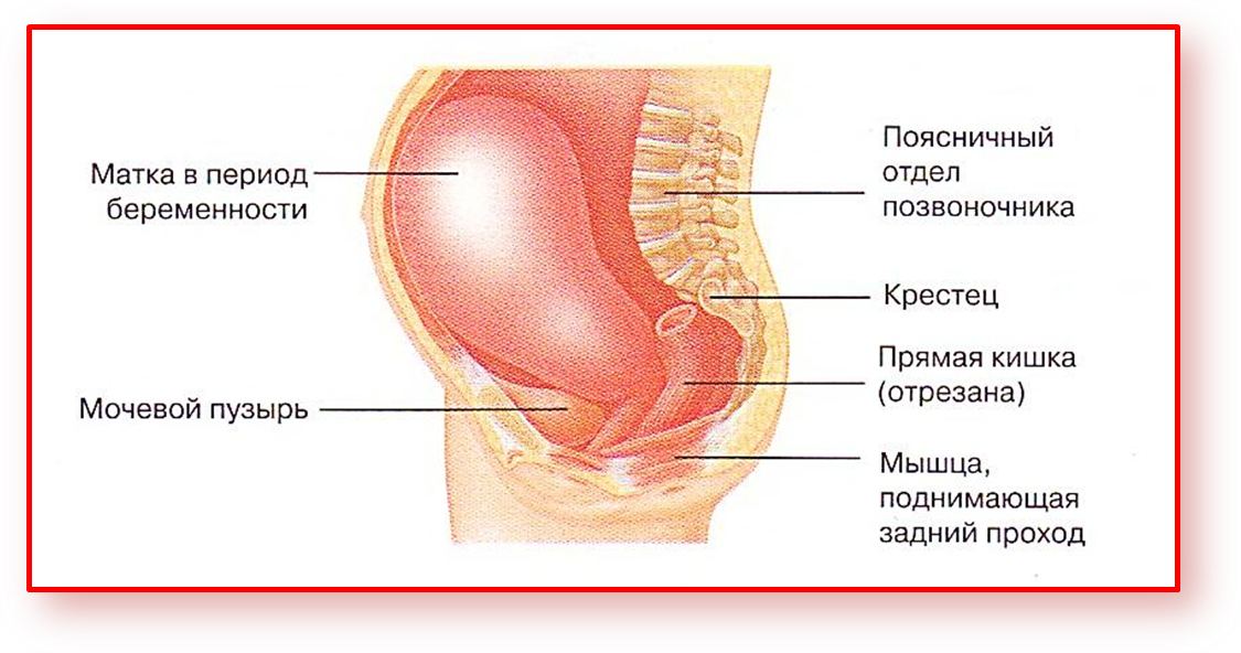 Увеличение матки. Увеличенная матка при беременности. Мышцы матки беременная матка.