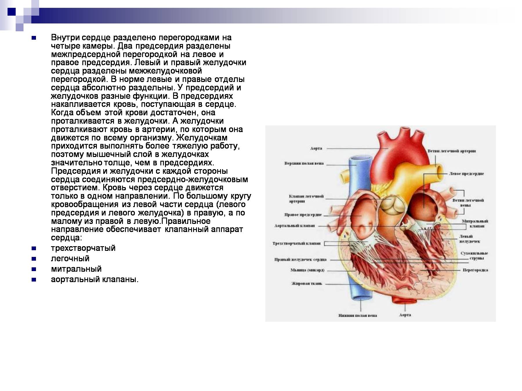 Правый желудочек отделен от правого предсердия. Межпредсердная перегородка сердца строение. Строение межпредсердной перегородки сердца. Перегородка предсердий и желудочков сердца. Расширение левого предсердия (объем 88 мл).