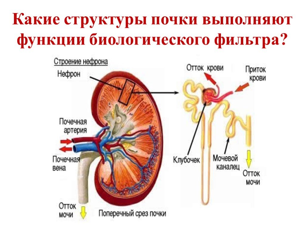 Какие есть почки. Почки строение и функции анатомия. Почечная система строение и функции. Строение почек и функции почек. Орган строение функции почки.