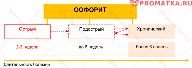 Течение оофорита – схема  