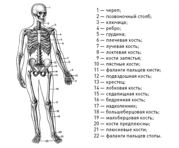 Ключница у человека на теле фото